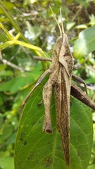 Xyleus discoideus rosulentus