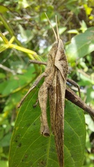 Xyleus discoideus rosulentus