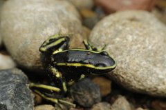 Dendrobates truncatus