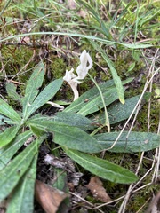 Clavulina rugosa