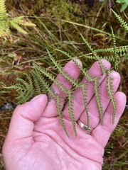Thelypteris palustris