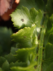 Polystichum kruckebergii