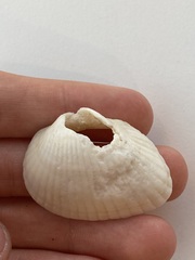 Arcidae