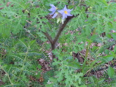 Solanum citrullifolium