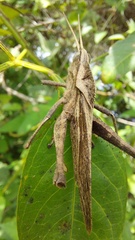 Xyleus discoideus rosulentus