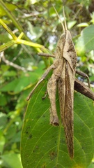 Xyleus discoideus rosulentus