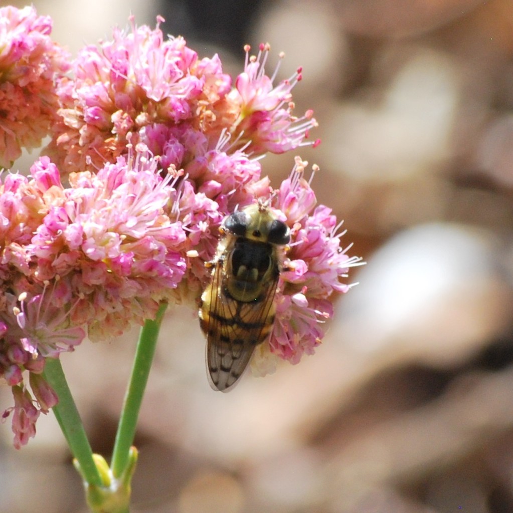Spotted-wing Bromeliad Fly
