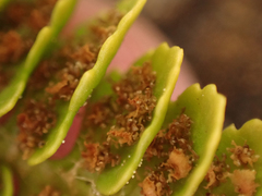 Polystichum kruckebergii