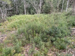 Lycopodium deuterodensum