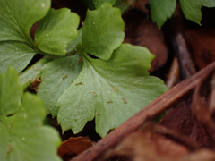 Polystichum kruckebergii