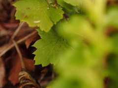 Polystichum kruckebergii