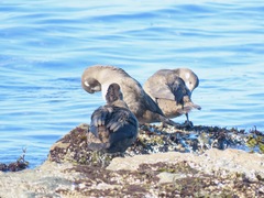 Histrionicus histrionicus