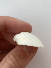 Arcidae