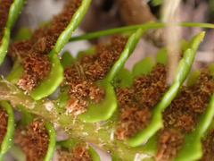 Polystichum kruckebergii