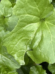 Cardamine cordifolia