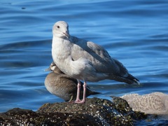 Larus glaucescens