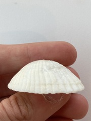 Arcidae