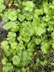 Cardamine cordifolia