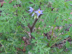 Solanum citrullifolium