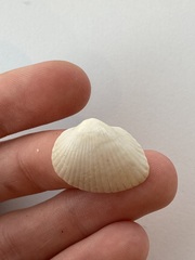 Arcidae