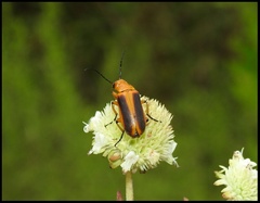 Nemognatha piazata