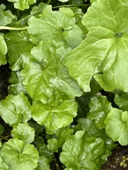 Cardamine cordifolia
