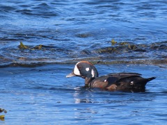 Histrionicus histrionicus