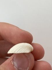 Arcidae