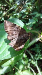 Pyrginae