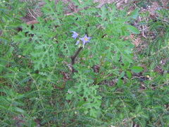 Solanum citrullifolium
