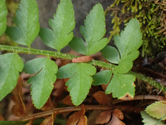 Polystichum scopulinum