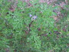 Solanum citrullifolium