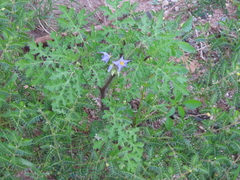 Solanum citrullifolium
