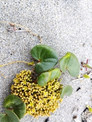 Dioscorea fastigiata