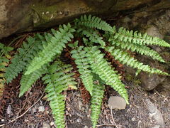 Polystichum scopulinum