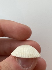 Arcidae