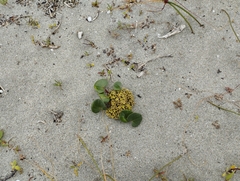 Dioscorea fastigiata