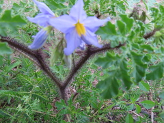 Solanum citrullifolium
