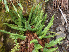 Polystichum scopulinum