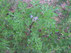 Solanum citrullifolium