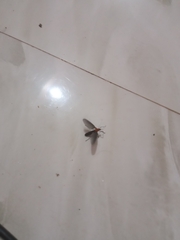 Plecia