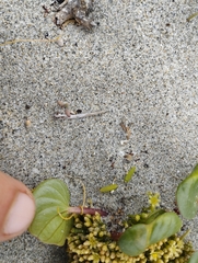 Dioscorea fastigiata