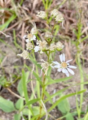 Solidago ptarmicoides