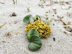 Dioscorea fastigiata