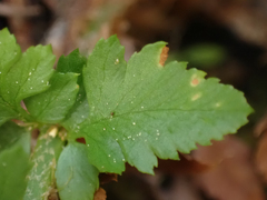 Polystichum scopulinum