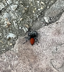 Phidippus adumbratus