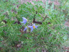 Solanum citrullifolium