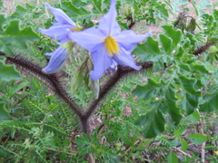 Solanum citrullifolium