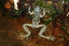 Litoria peronii