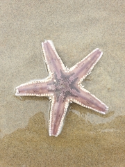 Astropecten polyacanthus